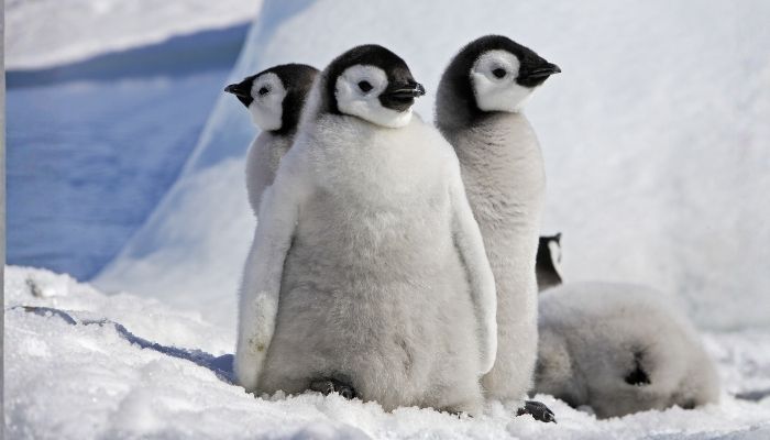 Antarctica Wildlife