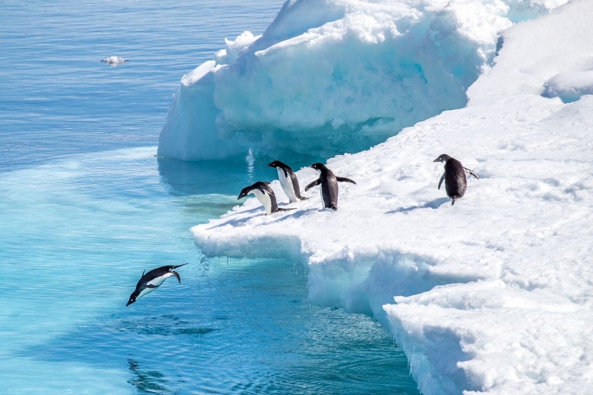 Antarctic Tours