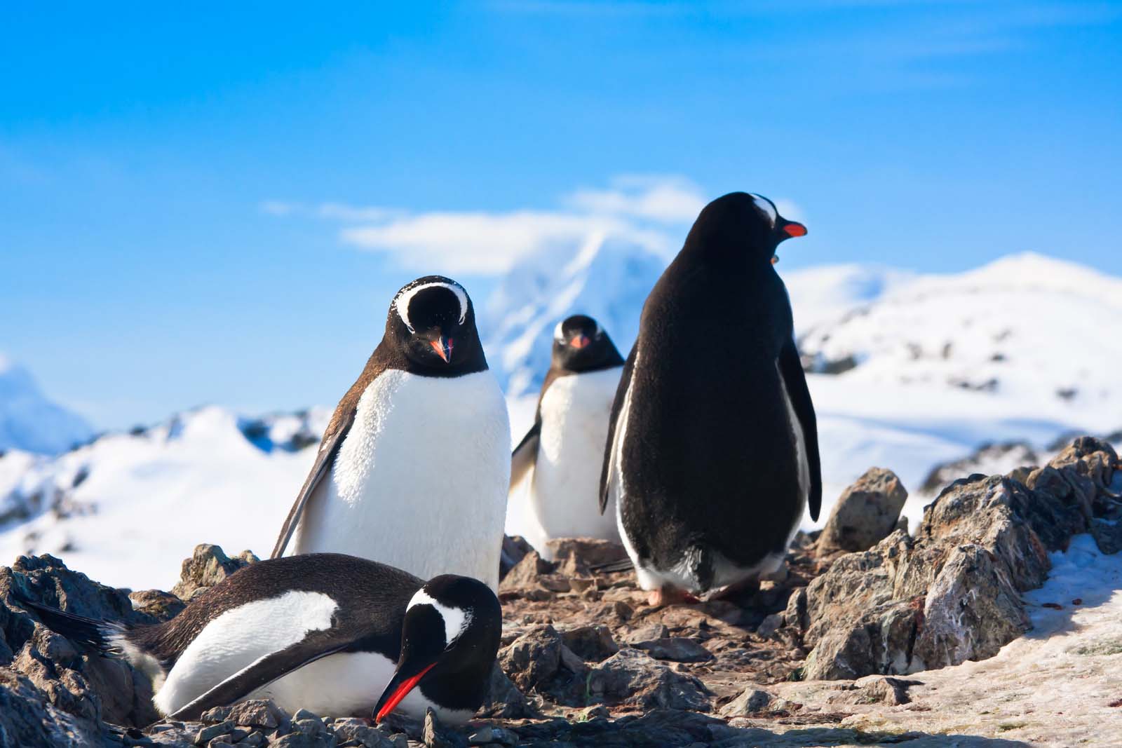 Penguins | Antarctica
