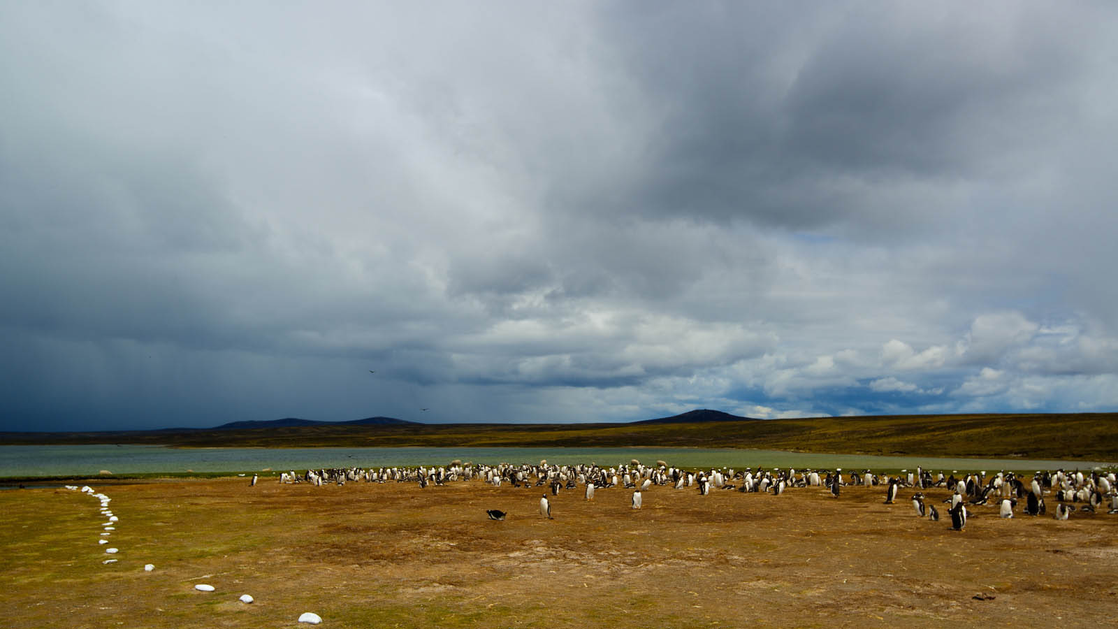 Penguins in Falkland Islands