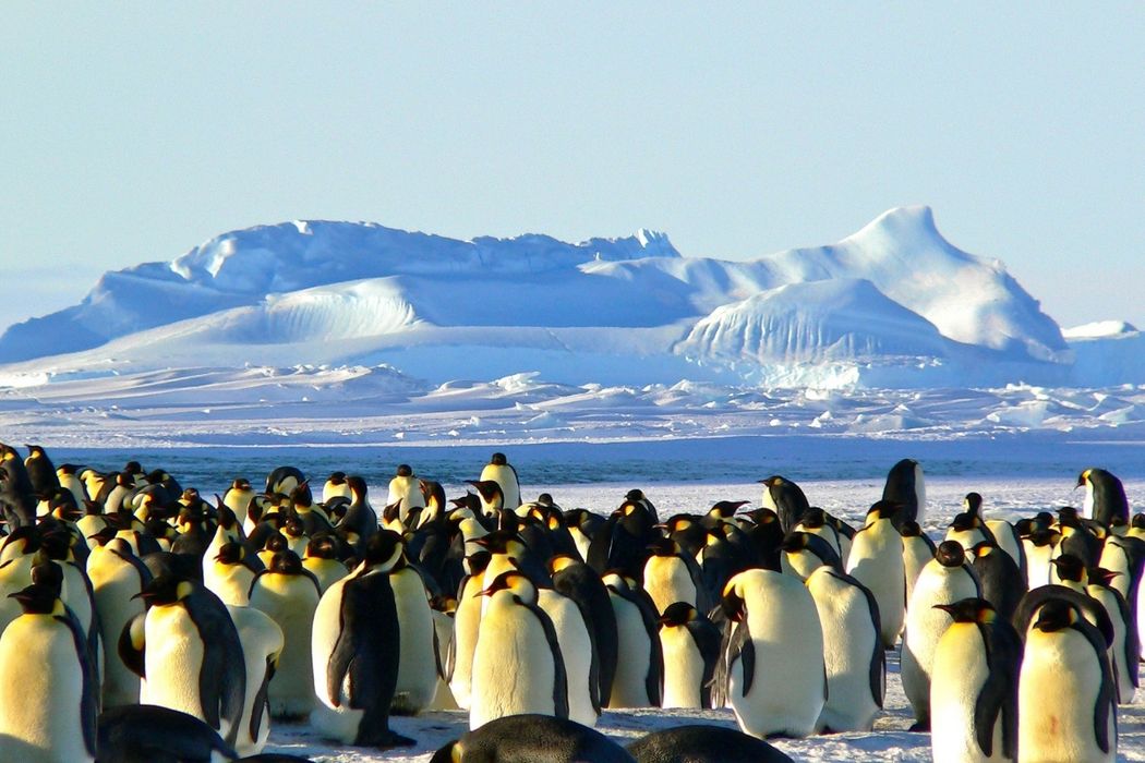 Penguins in Antarctic 