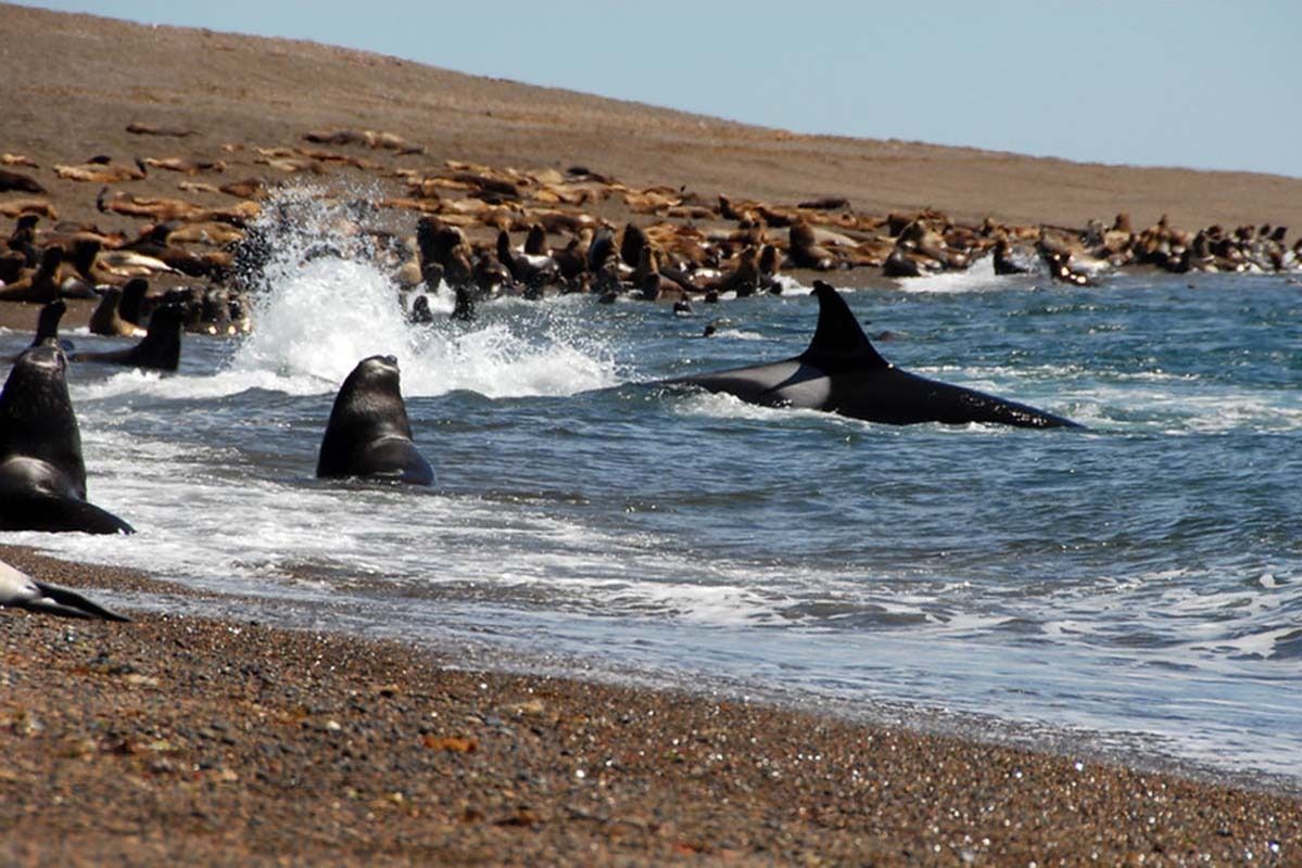 Sea Lions | Peninsula Valdes | Argentina | Patagonia | South America