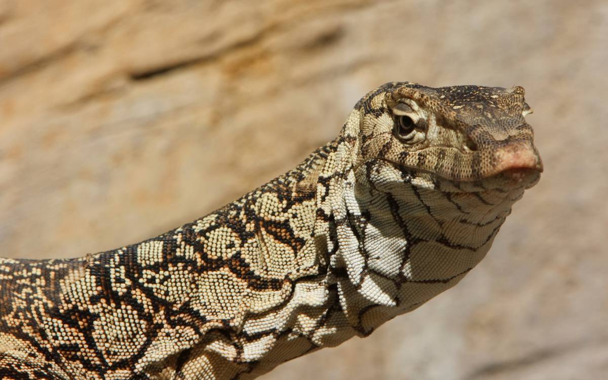 Perentie Monitor