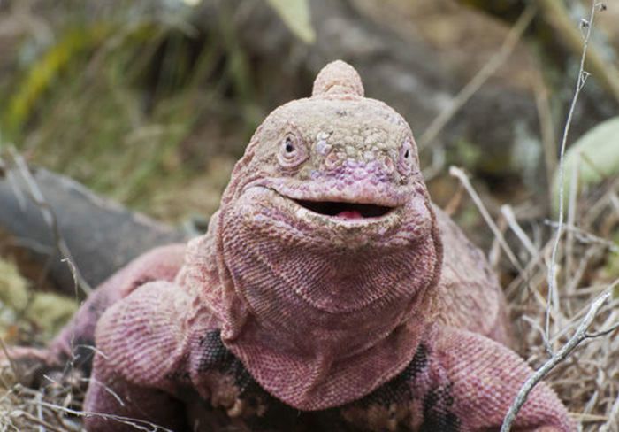 Pink Land Iguana | Galapagos