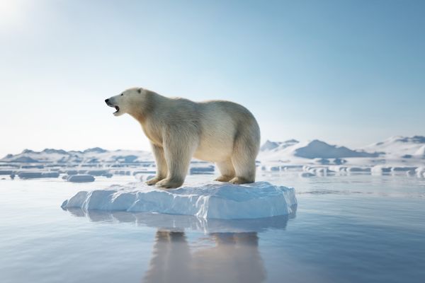 Polar Bear | Antartica