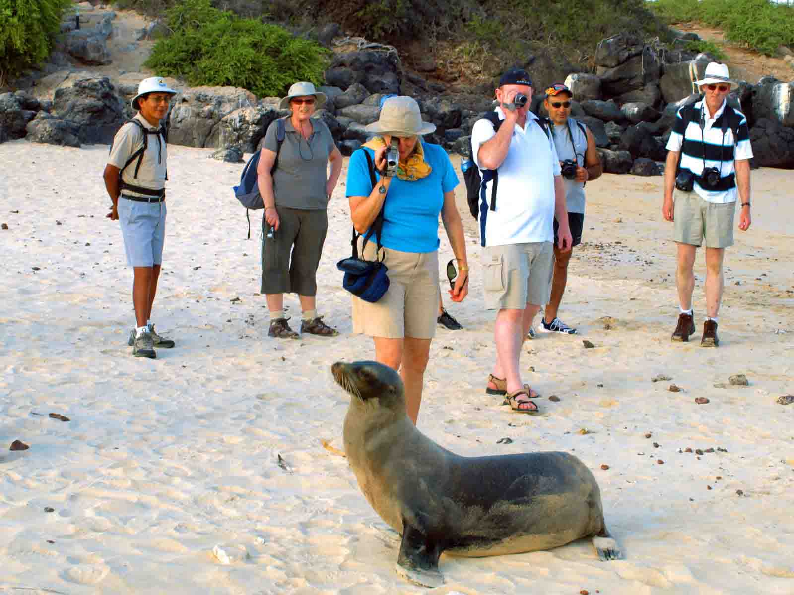 Sea Lions