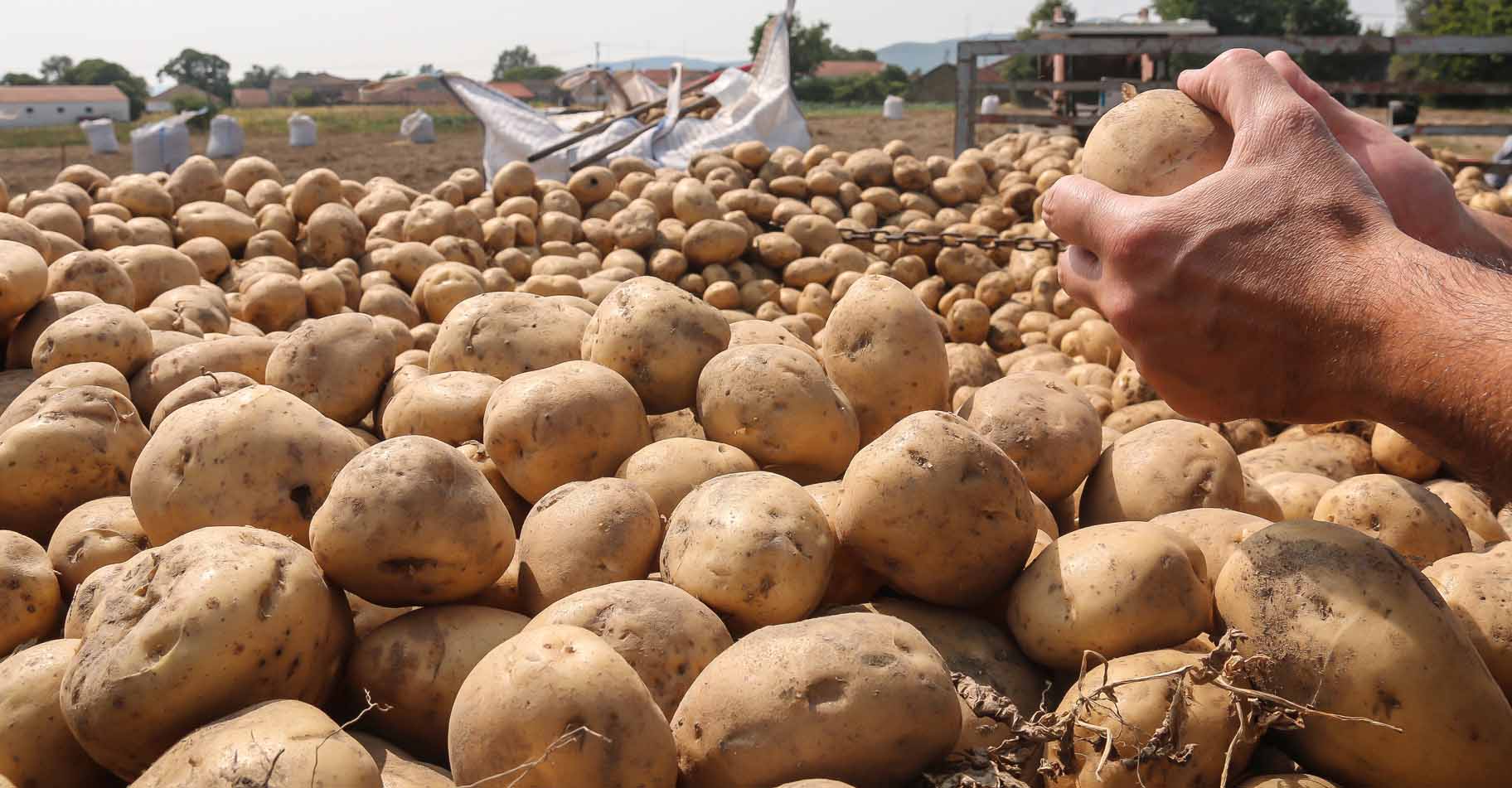 Potatoes | Portugal