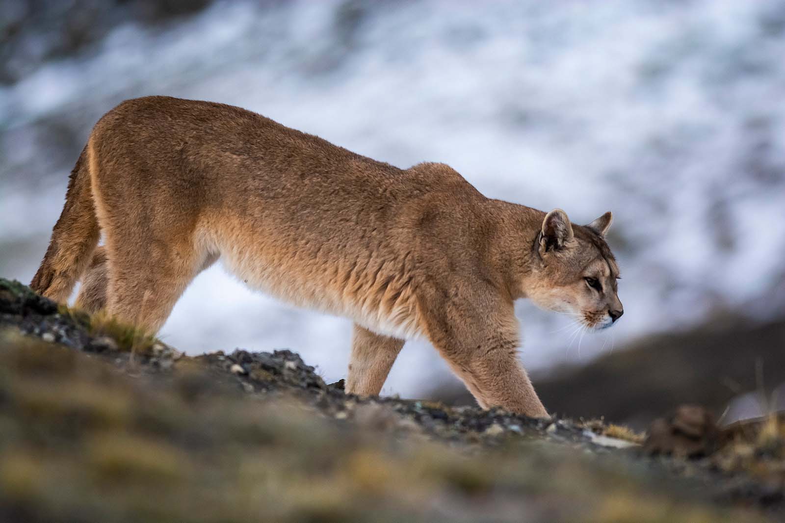 Puma walking in mountain | Torres del Paine National Park