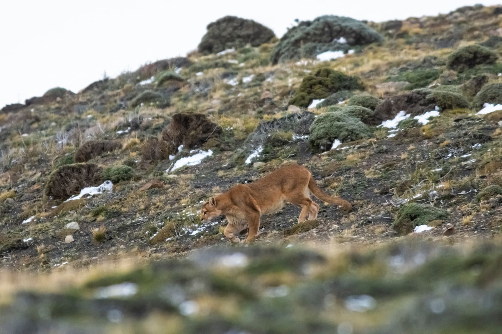 Puma | Andes Mountain | South America