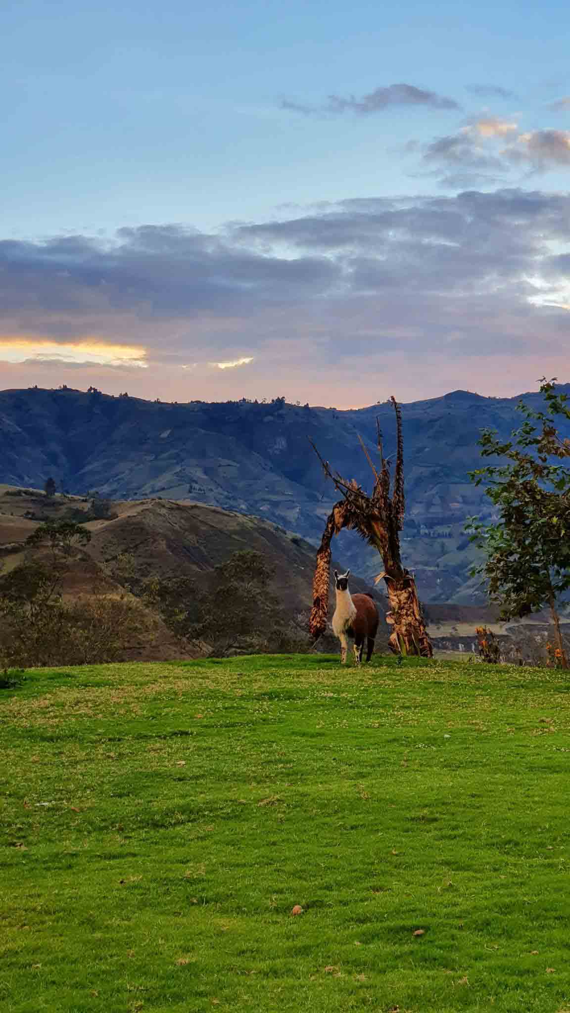 Watchful llama 