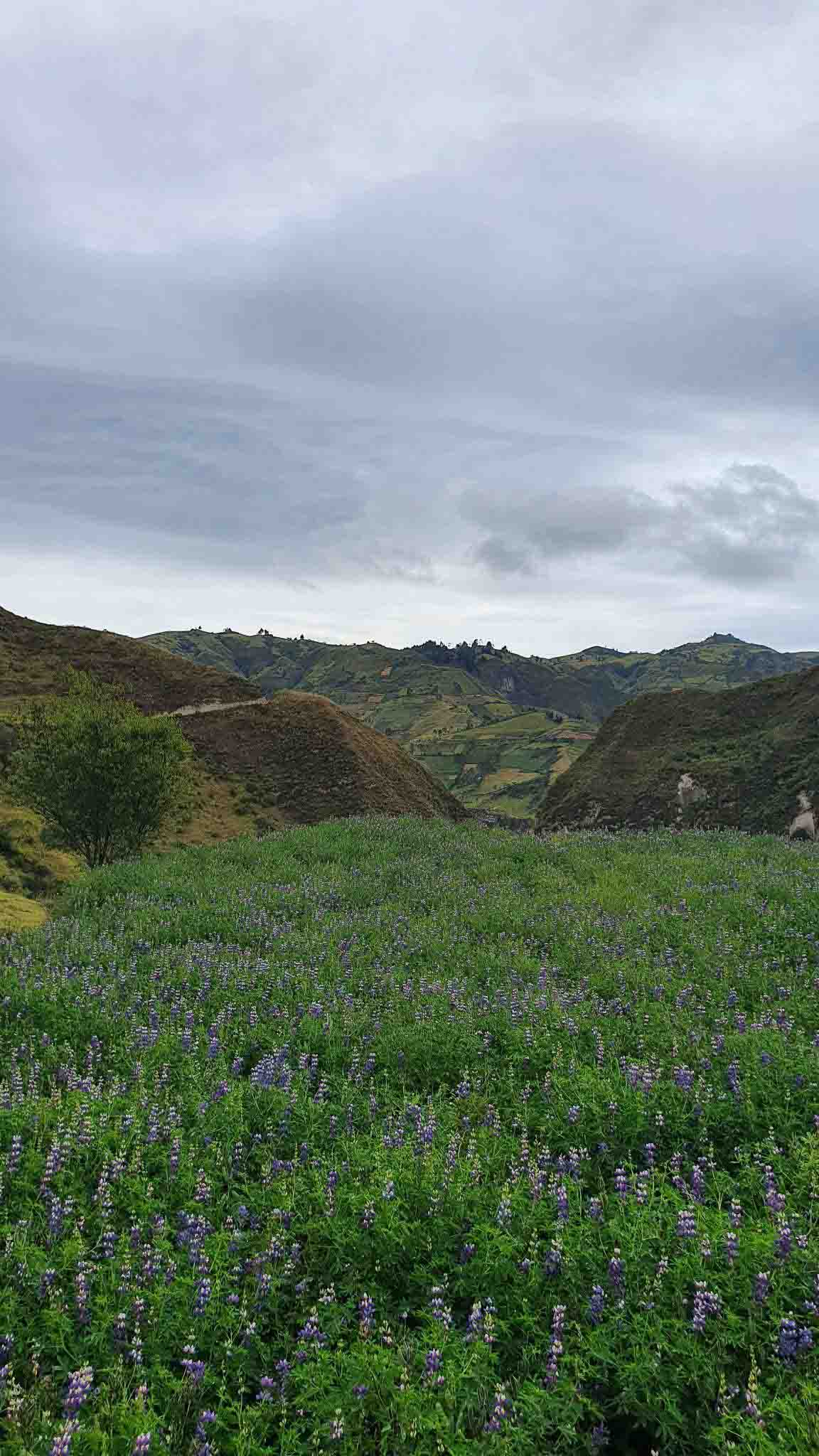 The rolling hills of chocho