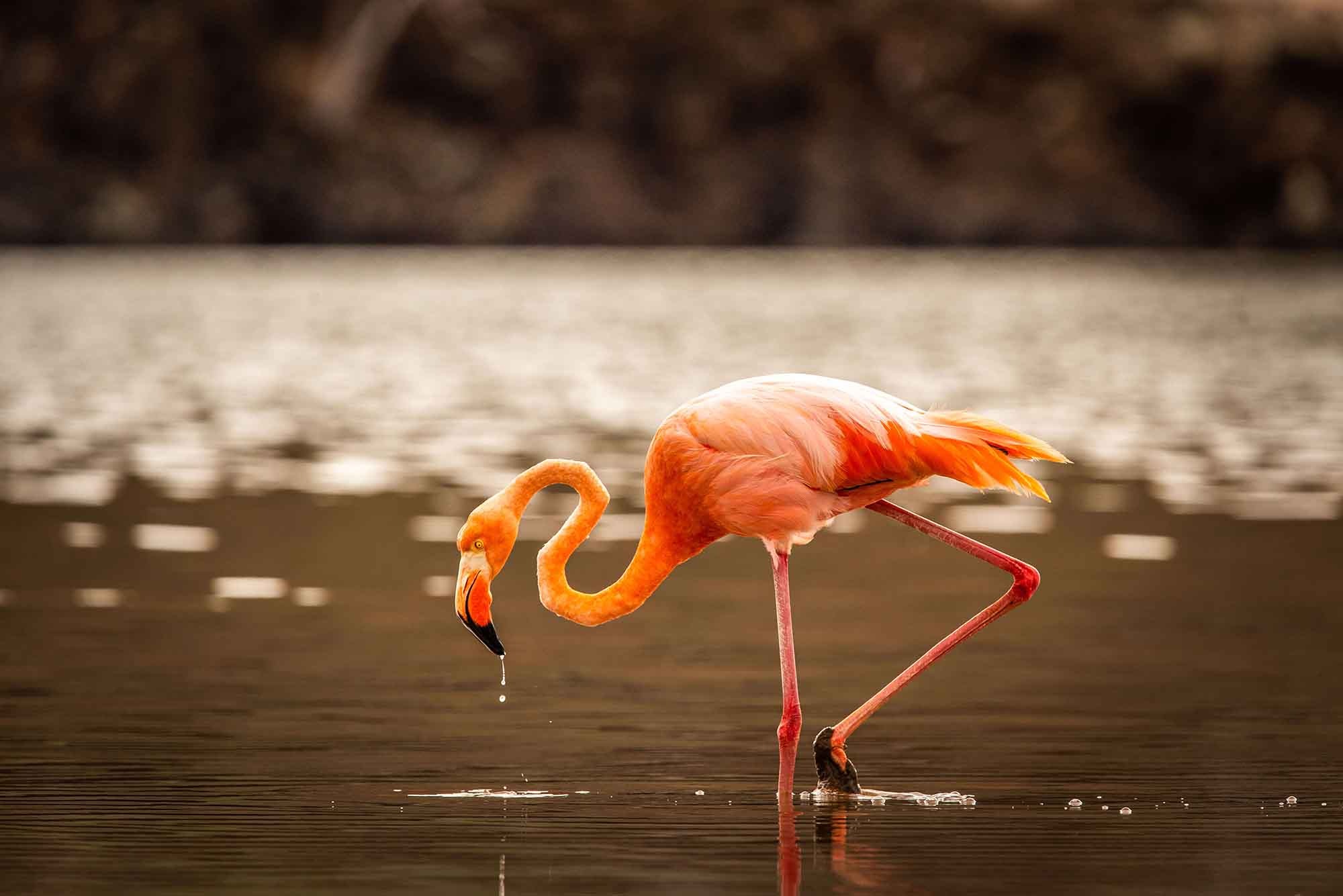 Flamingo | Galapagos islands