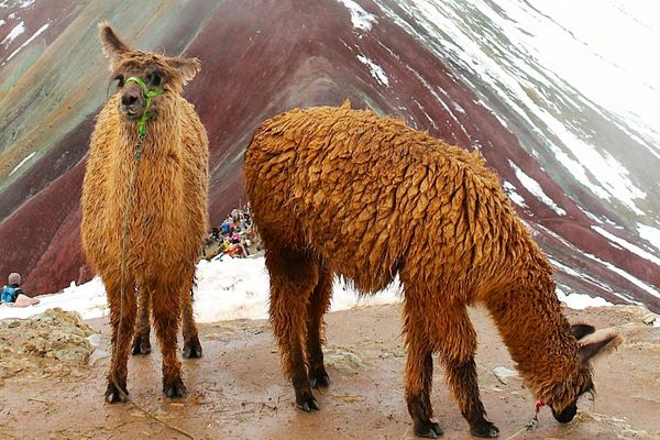 Fauna Raimbow Mountain | Peru