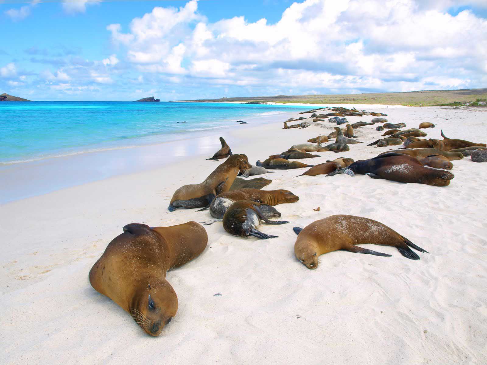 Sea lions | Exploring the Marvels of the Galapagos Islands