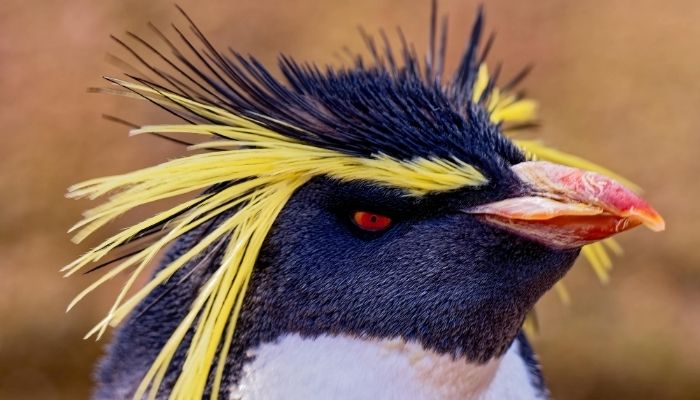 Antarctica Penguin Colony