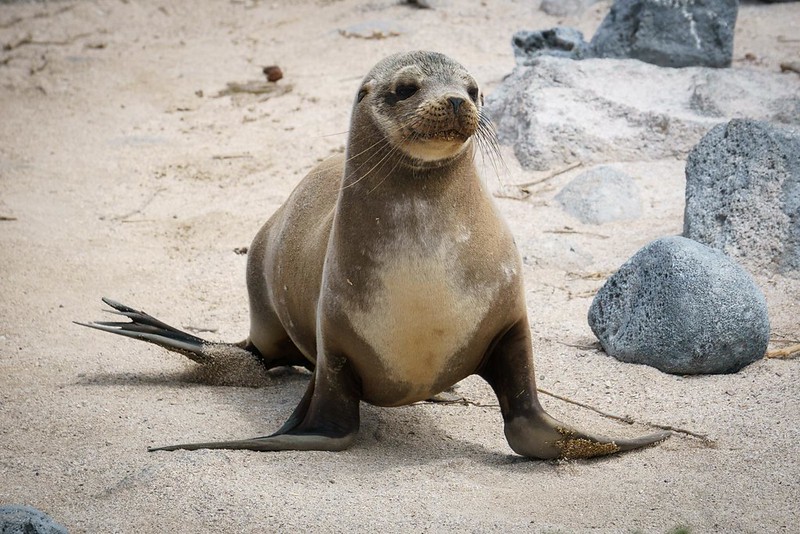 Galapagos sea lion