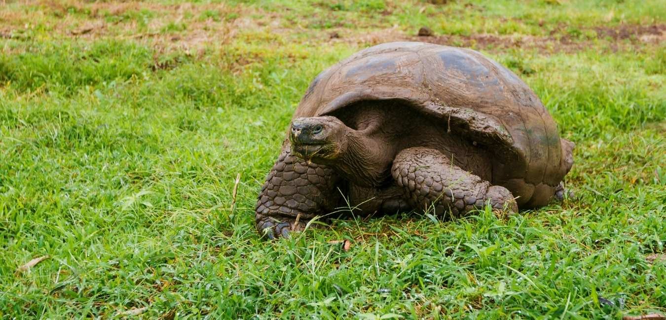 Galapagos giant tortoise