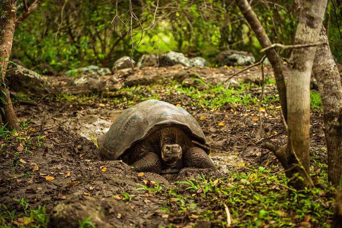 Galapagos giant tortoise