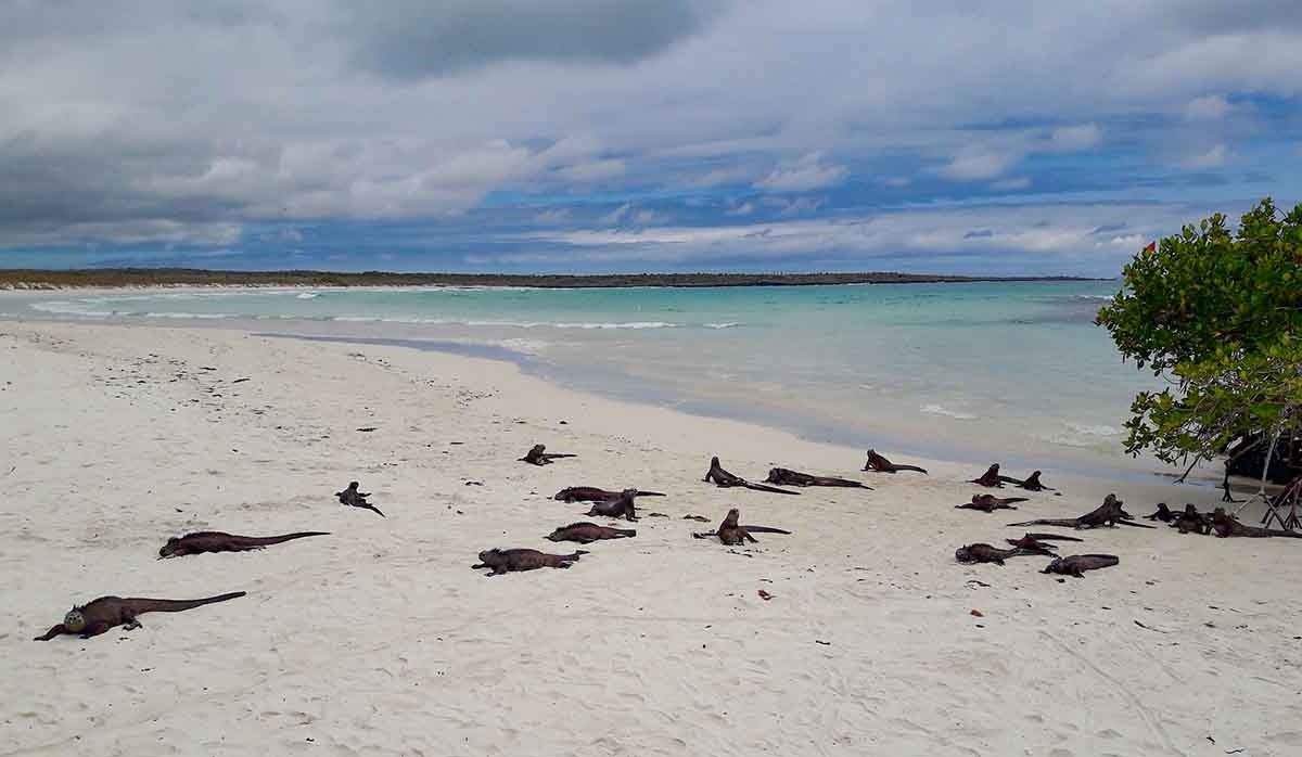 Galapagos | Santa Cruz