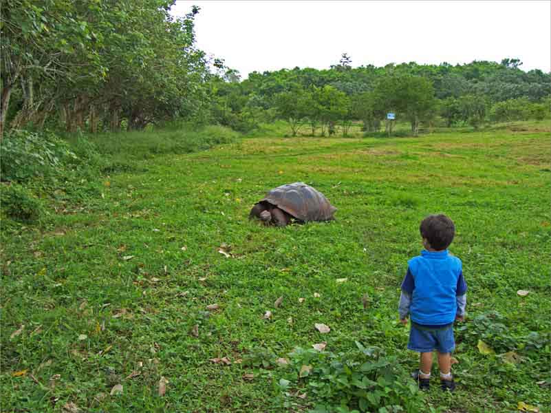 Kid Activities | Galapagos tortoise
