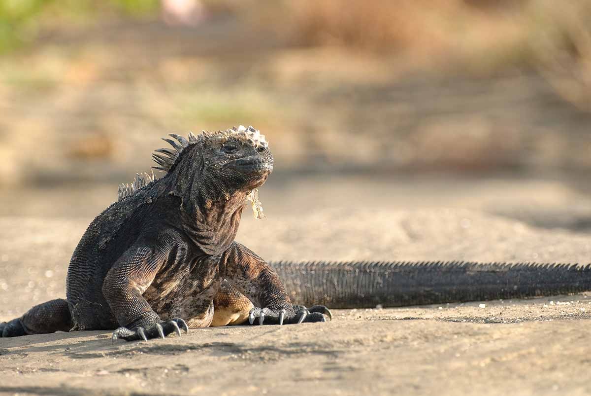 Galapagos marine iguana