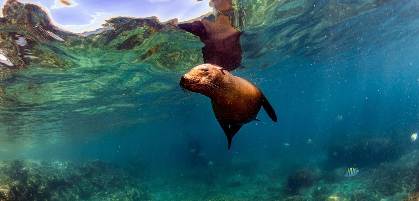 Galapagos Sea Lion