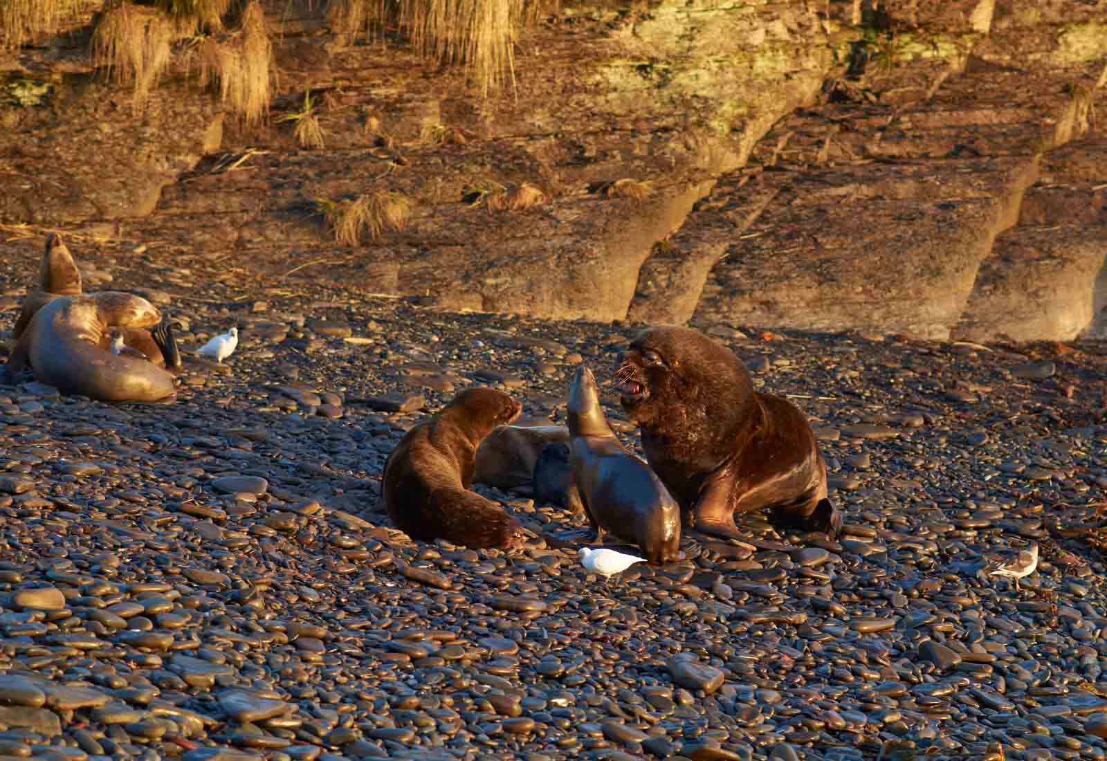 Sea lions | Falkland Islands