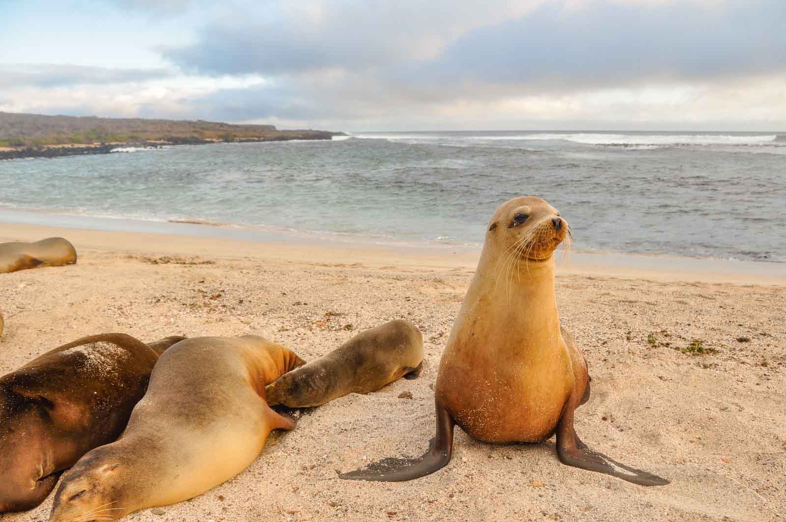 Sea lion family | Galapagos Islands