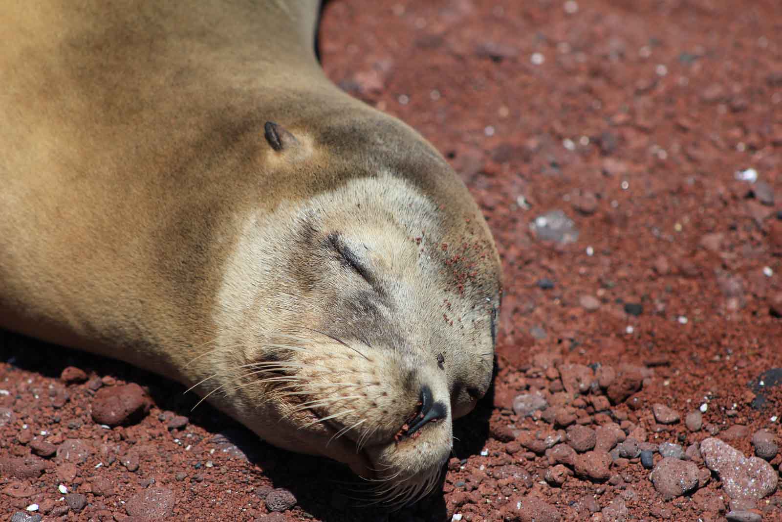 Sea lion | Rabida Island | Galapagos Islands