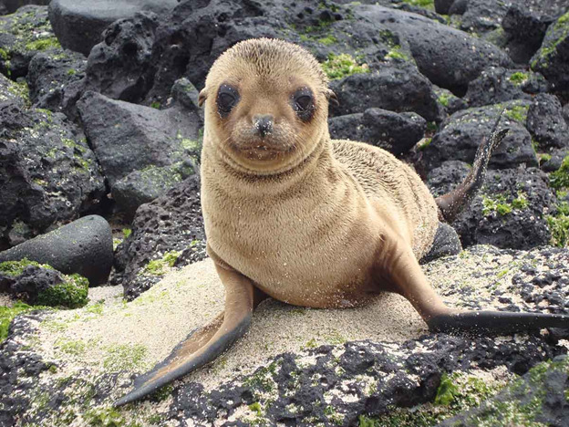 Sea Lions | Galapagos | South America