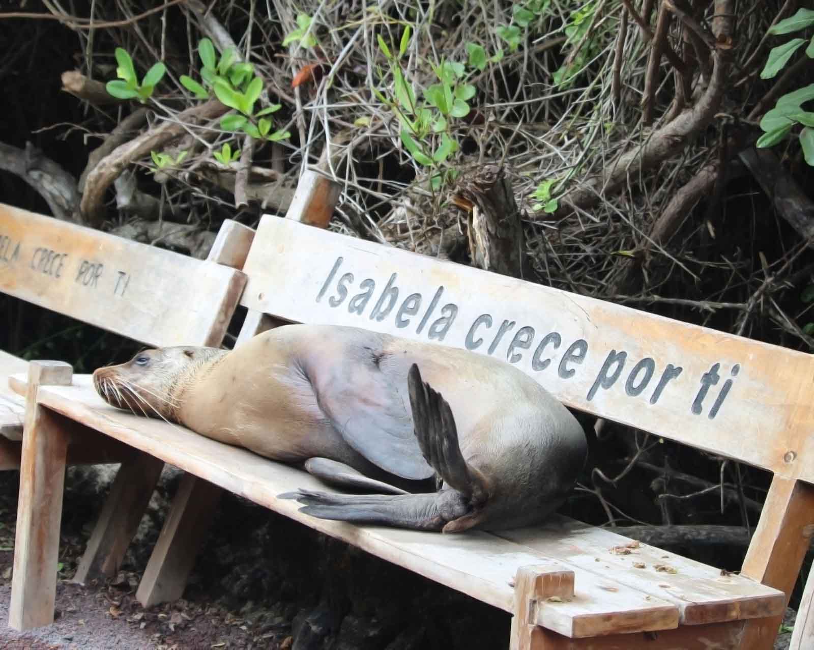 Sea Lion | Isabela Island