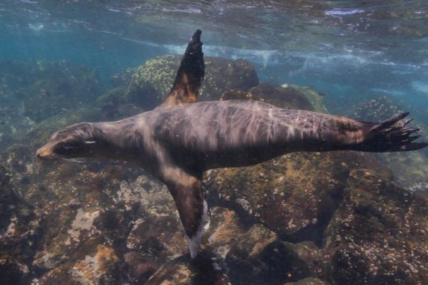 Sea lions, Galapagos | Vicky Flores