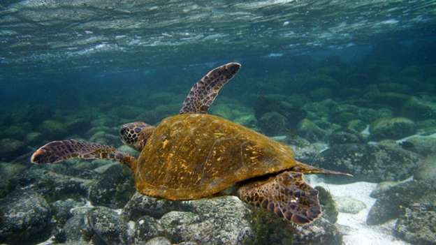 Sea turtle | Galapagos Islands | South America