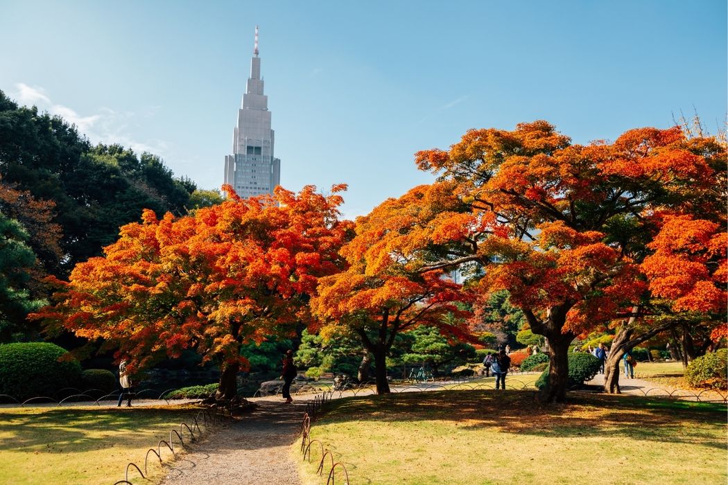 Shinjuku Gyoen National Garden at Autumn in Tokyo, Japan