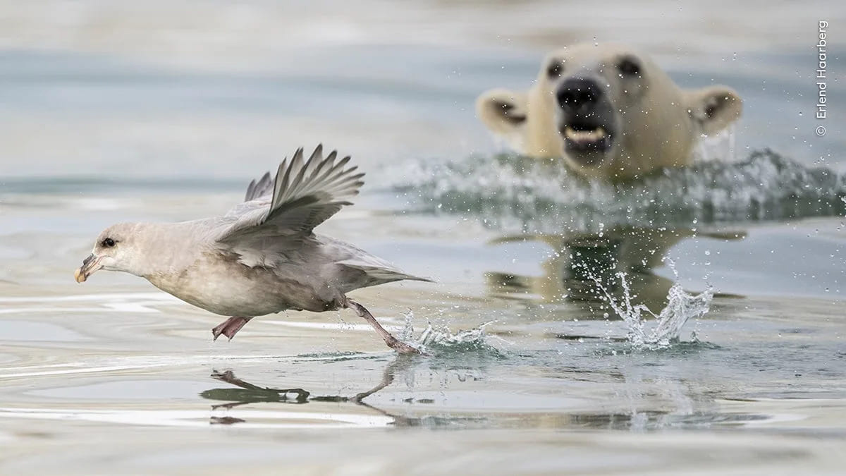 Sneak Attack by Erlend Haarberg (Norway)