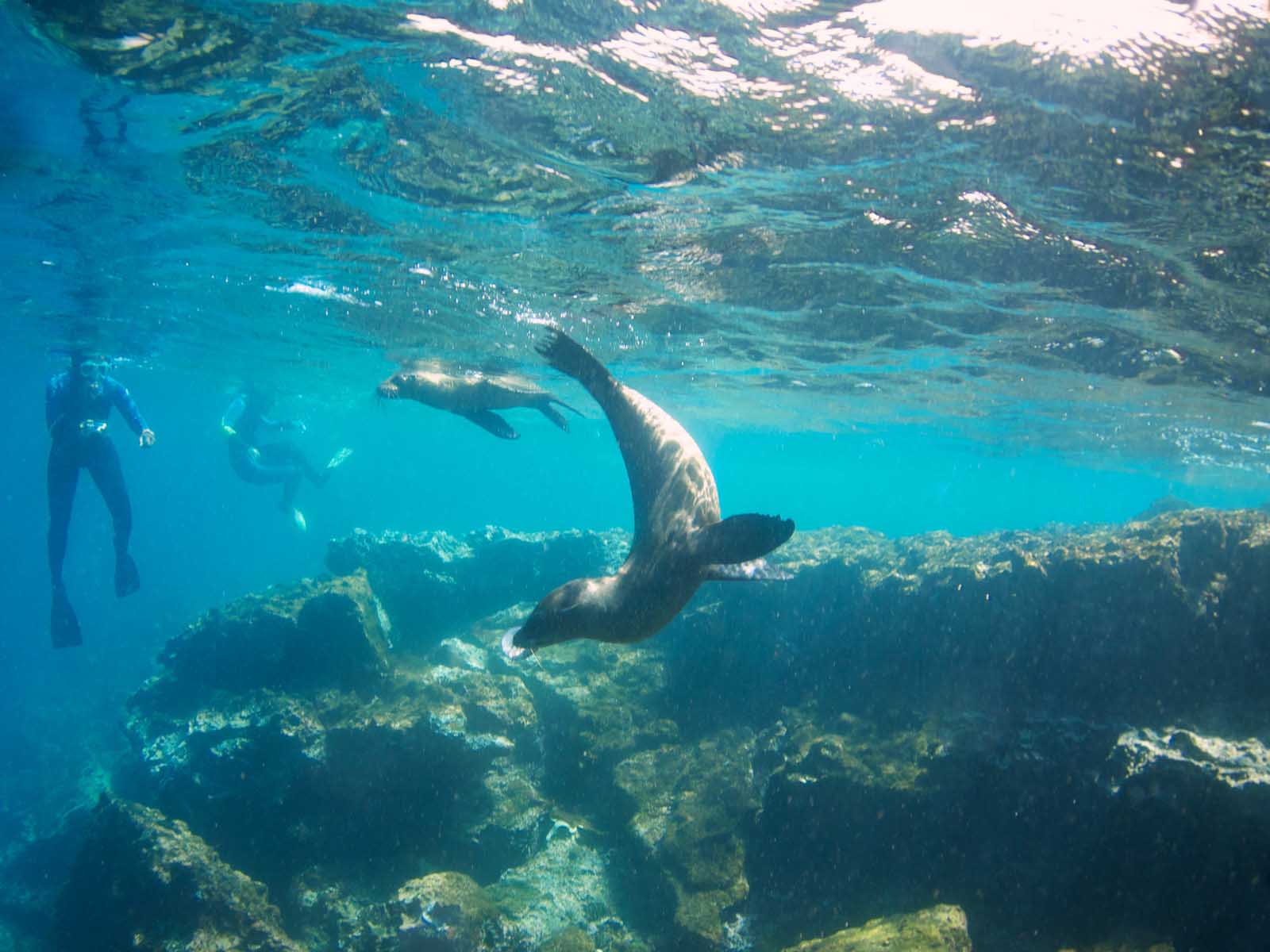 Snorkeling in Galapagos Islands