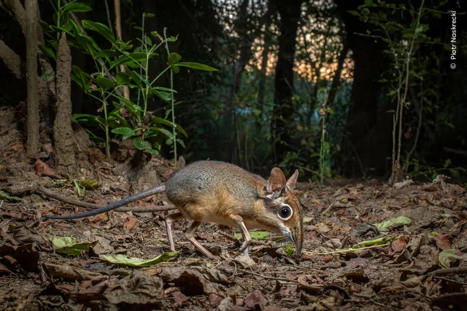 Snuffling Sengi by Piotr Naskrecki (Poland)