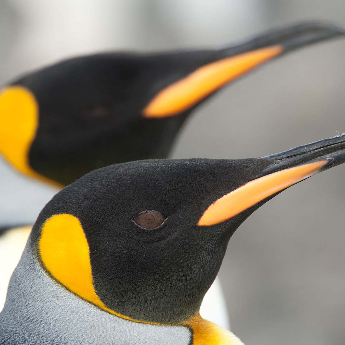 King penguins | South Georgia
