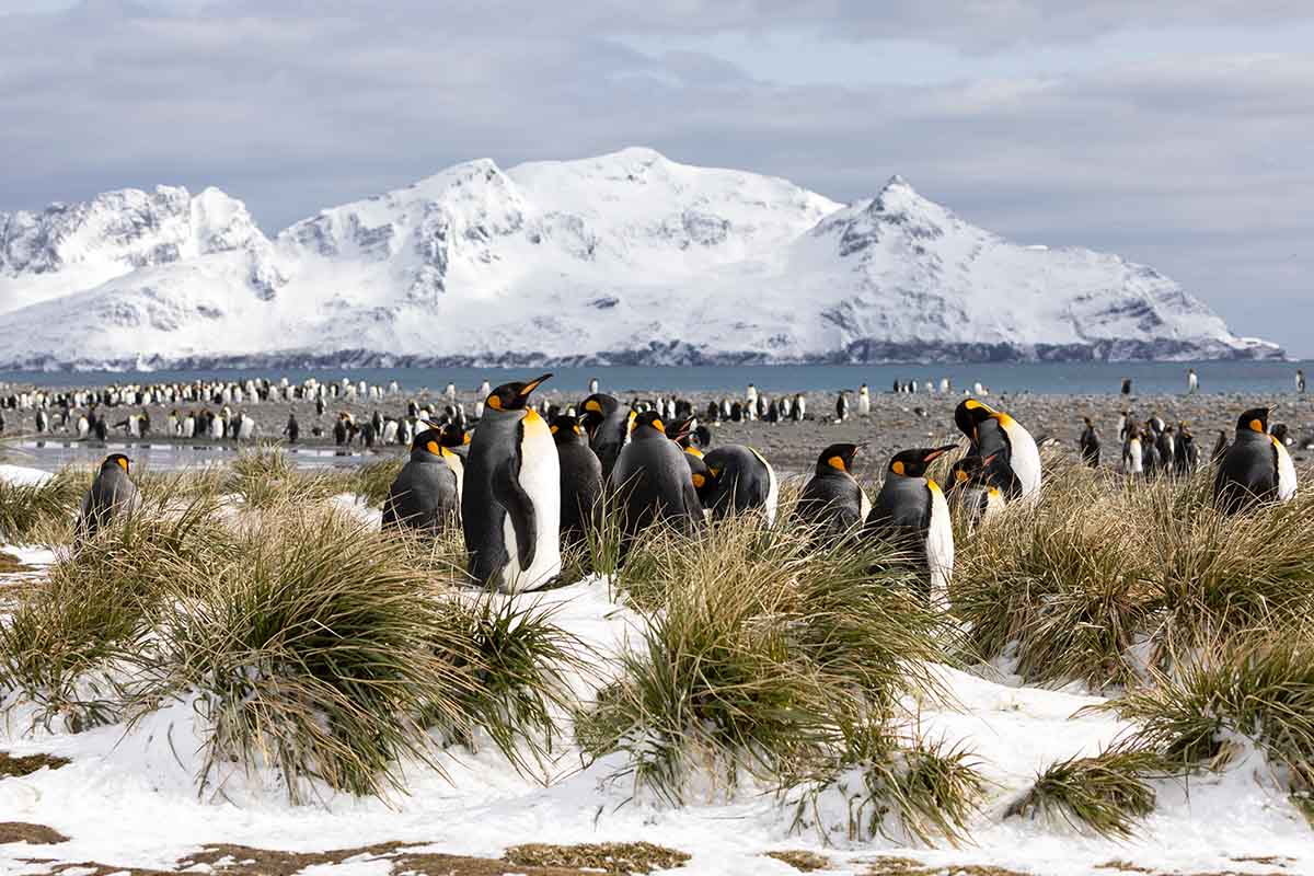 South Georgia