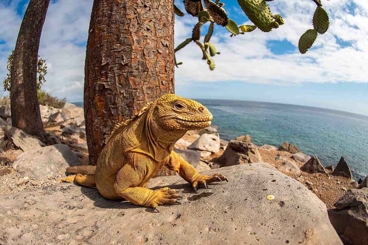 Galapagos Land Iguana