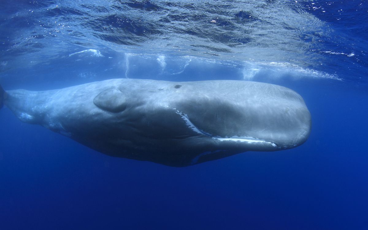 Sperm Whale