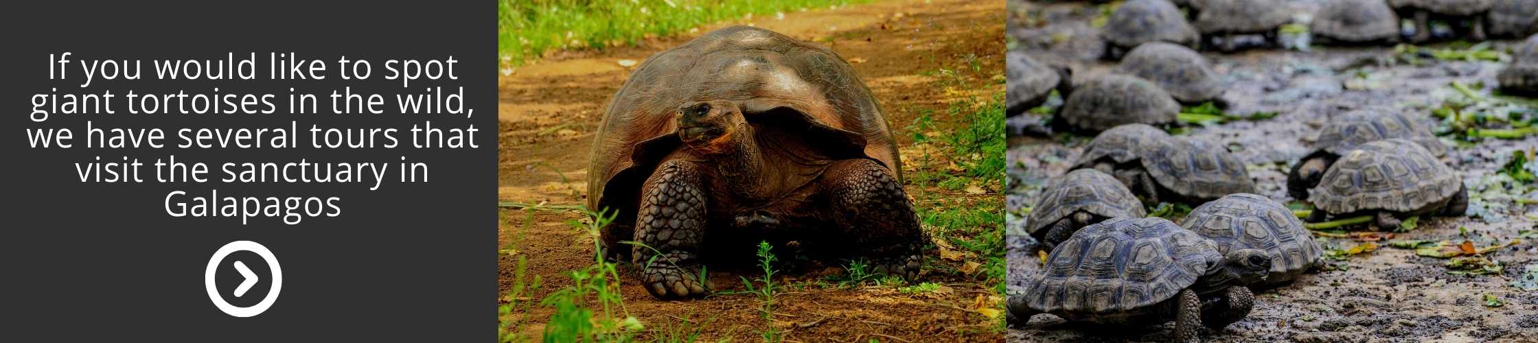 Visit galapagos islands