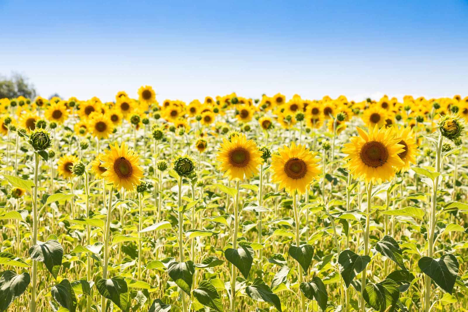 Sunflower Fields, Tuscany, Italy