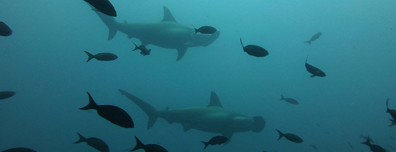 Swiming with shark in Galapagos