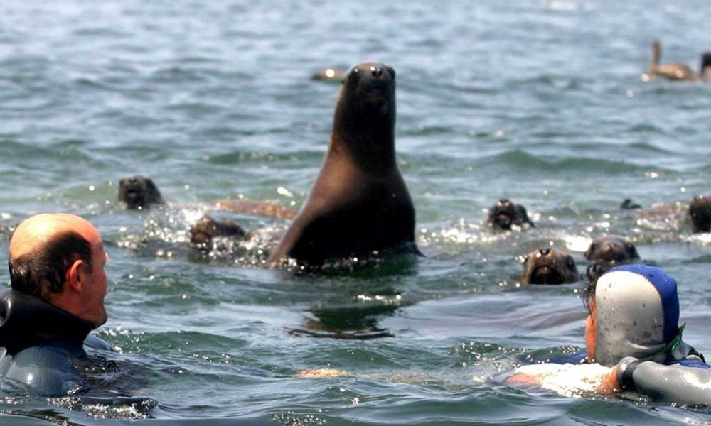 Sea Lions | Lima