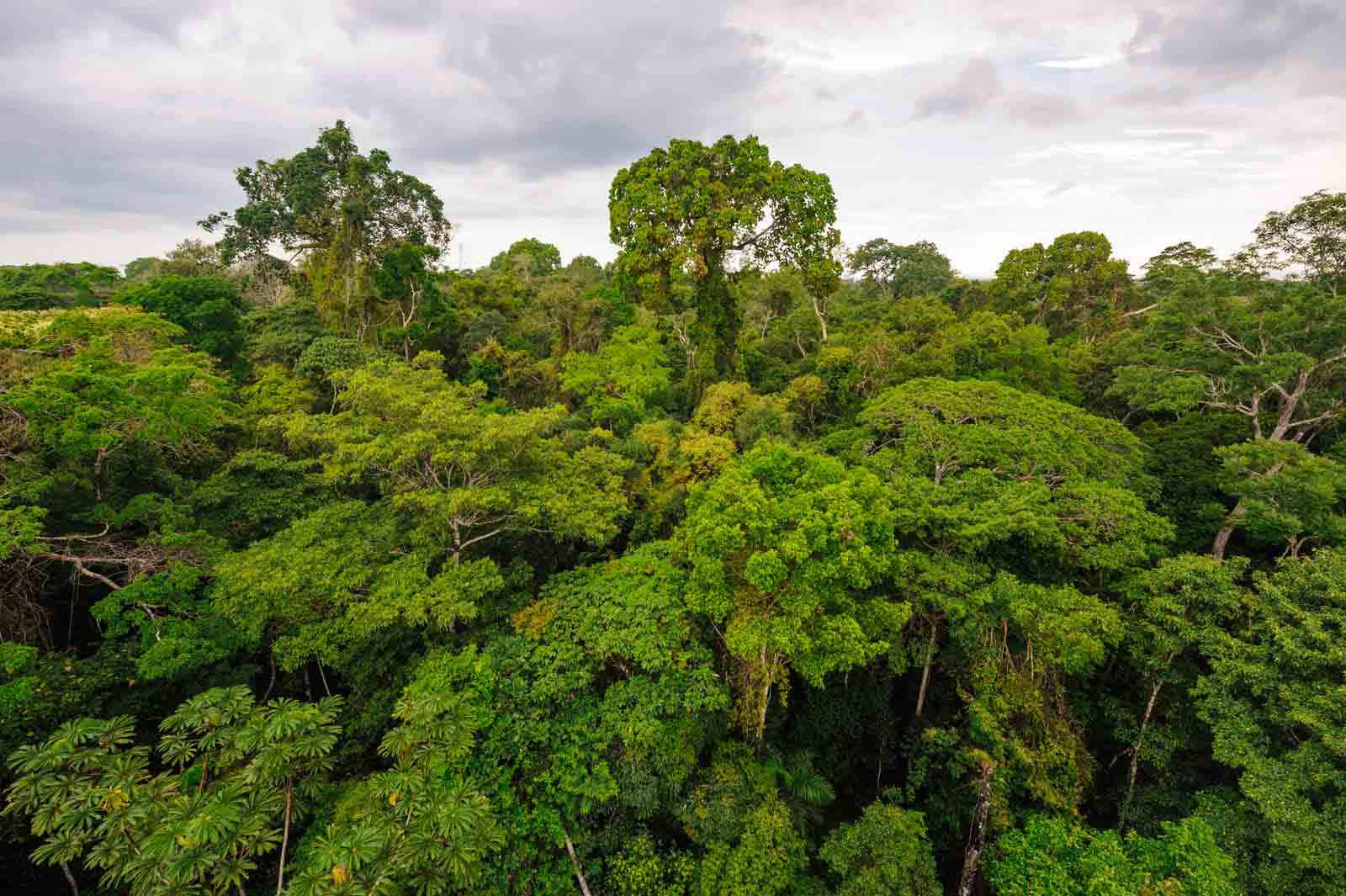 Tambopata National Reserve | Peru | South America