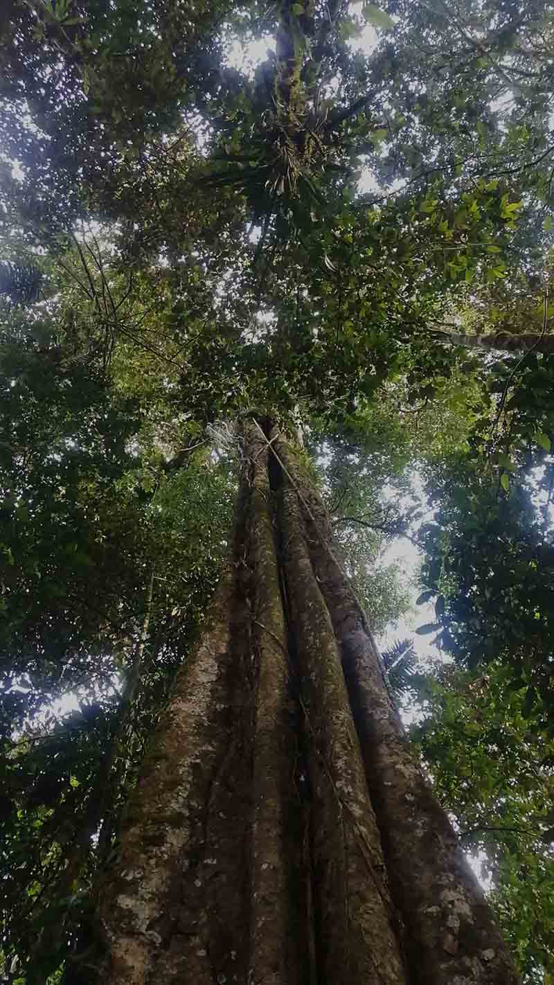 Ceibo tree - Tena - Ecuador