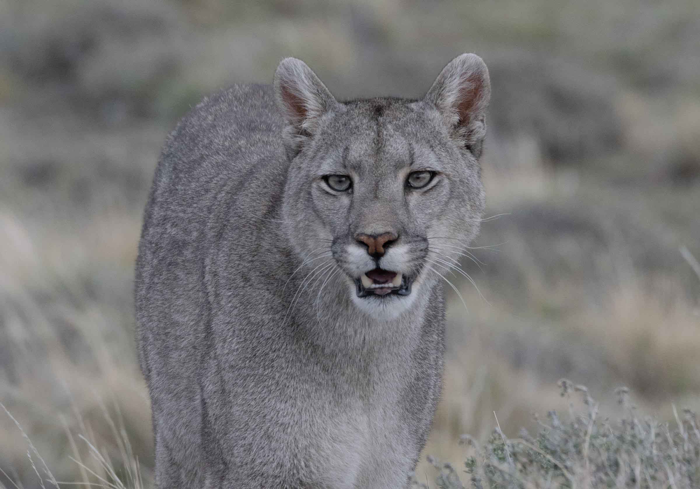 The puma Paine captured by a guide