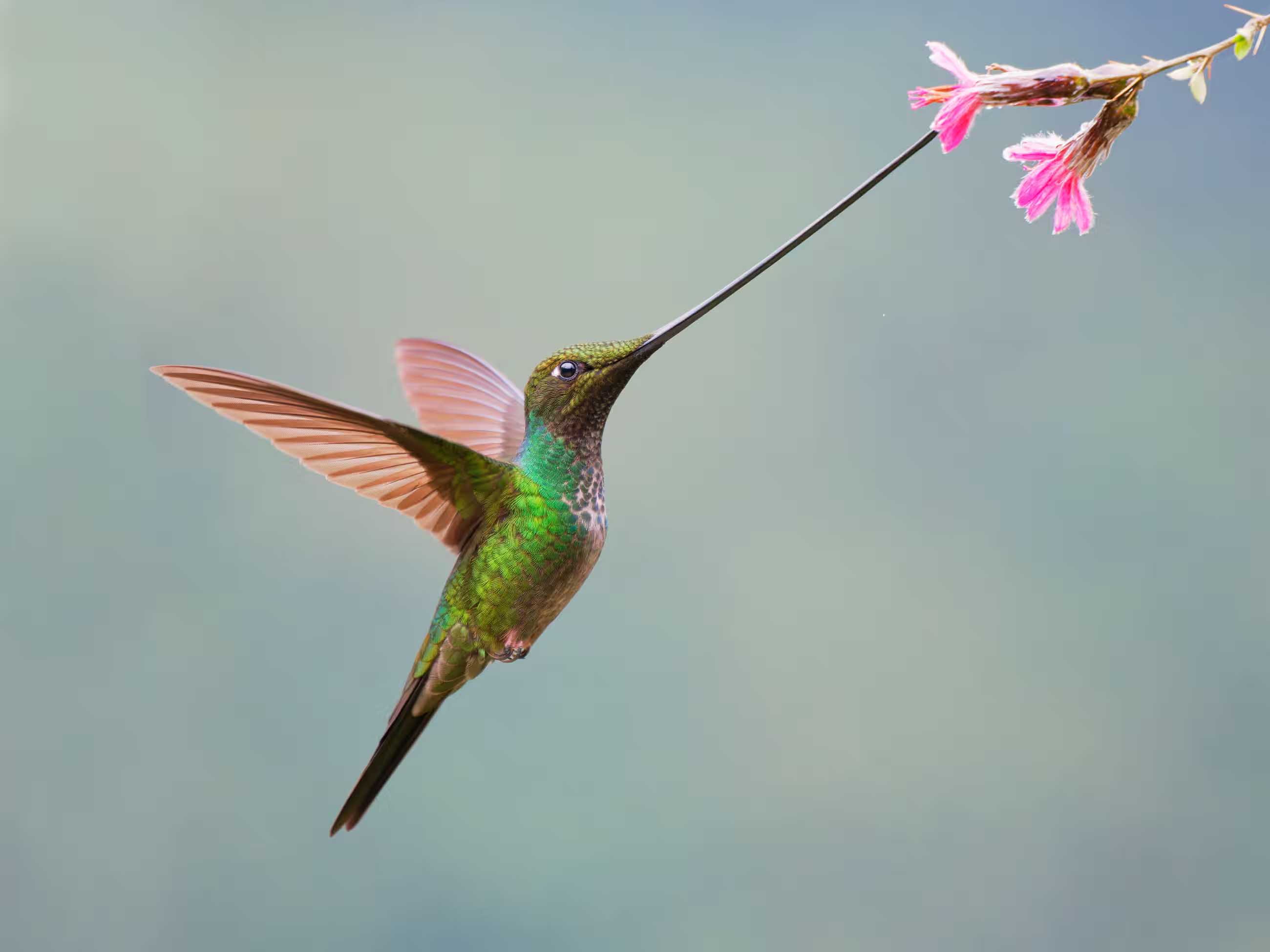 The sword-billed hummingbird (Ensifera ensifera)