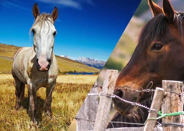 Horse Riding - Chile